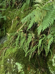 Asplenium trichomanes