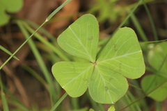 Oxalis tetraphylla
