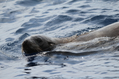 Arctocephalus