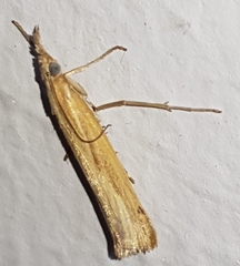 Agriphila tristella