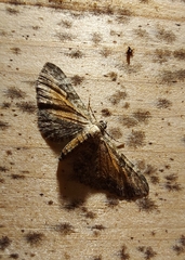 Eupithecia icterata