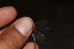 Neuroleon