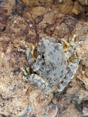 Hyla arenicolor