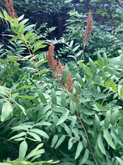 Osmunda spectabilis