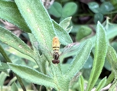 Toxomerus marginatus