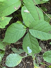 Toxicodendron