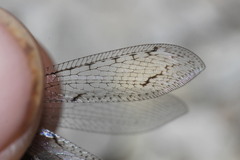 Neuroleon