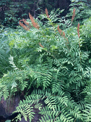 Osmunda spectabilis