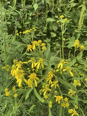 Verbesina alternifolia