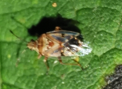 Kleidocerys resedae