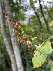 Fallopia cilinodis