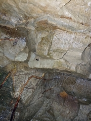 Arachnocampa luminosa