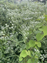 Eupatorium serotinum