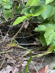 Agkistrodon piscivorus