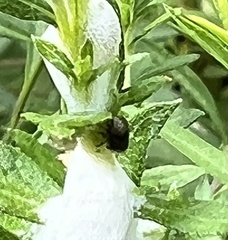 Lepyronia quadrangularis