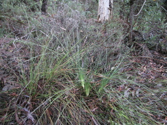 Xanthorrhoea minor minor