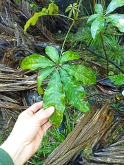 Schefflera digitata