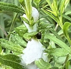 Lepyronia quadrangularis