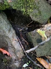 Lithobates palustris