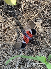 Lycorma delicatula