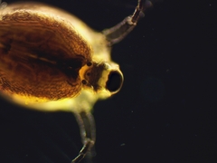 Scapholeberis rammneri