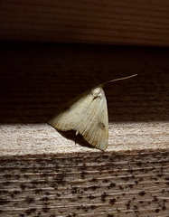 Rivula sericealis