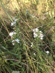 Symphyotrichum ericoides