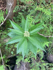 Eupatorium perfoliatum