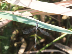 Lestes