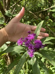 Vernonia gigantea