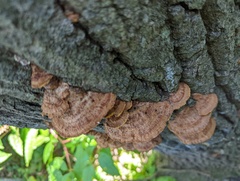Fuscoporia