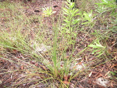 Xanthorrhoea minor minor