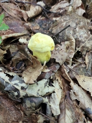 Retiboletus ornatipes