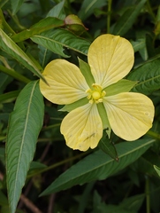 Ludwigia octovalvis