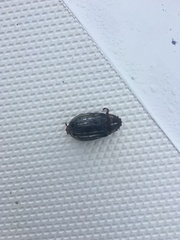 Coleoptera
