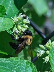 Xylocopa virginica