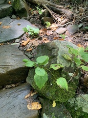 Solidago flexicaulis