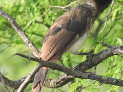 Psilorhinus morio