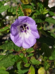 Nicandra physalodes