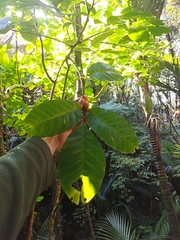 Dysoxylum spectabile