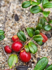 Vaccinium vitis-idaea
