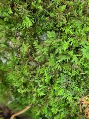 Thuidium delicatulum