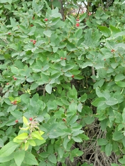 Lonicera tatarica