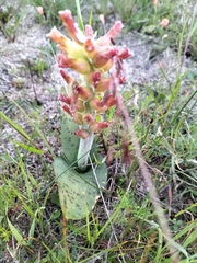 Lachenalia