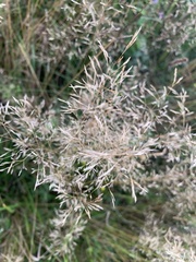 Agrostis