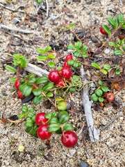 Vaccinium vitis-idaea