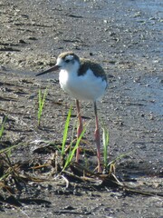 Himantopus mexicanus