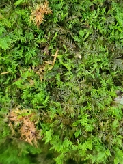 Thuidium delicatulum