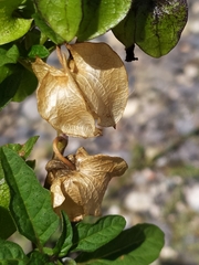 Nicandra physalodes