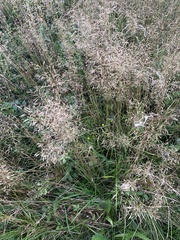 Agrostis